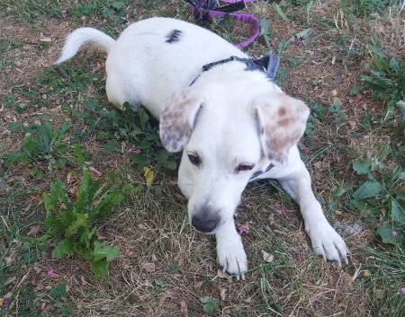 Donne chienne Jack Russel Terrier 5 ans – Chien / Chiot à donner à Chambéry (73) (photo 2)