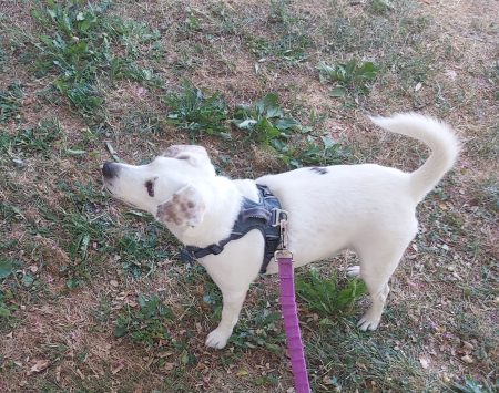 Donne chienne Jack Russel Terrier 5 ans – Chien / Chiot à donner à Chambéry (73) (photo 3)