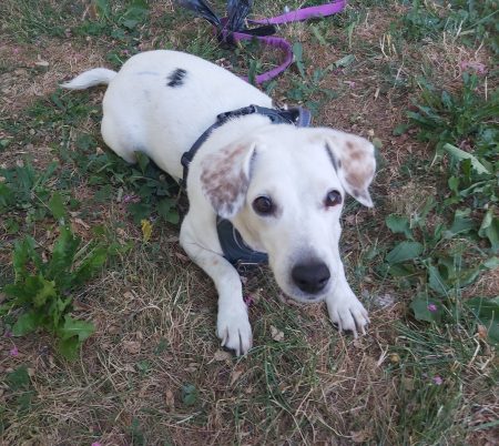 Donne chienne Jack Russel Terrier 5 ans – Chien / Chiot à donner à Chambéry (73)