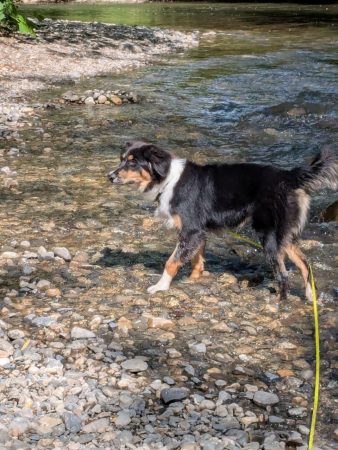 Donne chiot Berger Australien croisé Border Collie – 8 mois Donne chiot Berger Australien croisé Border Collie – 8 mois – Chien / Chiot à donner à Contamine Sur Arve (74) (photo 2)