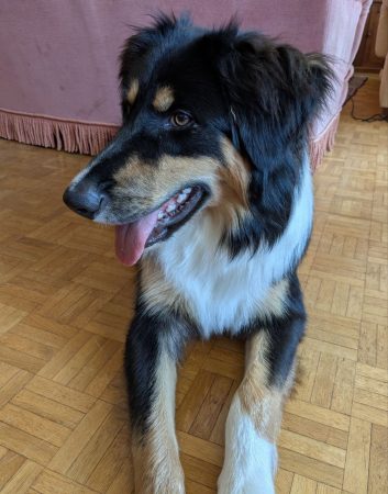 Donne chiot Berger Australien croisé Border Collie – 8 mois Donne chiot Berger Australien croisé Border Collie – 8 mois – Chien / Chiot à donner à Contamine Sur Arve (74) (photo 3)