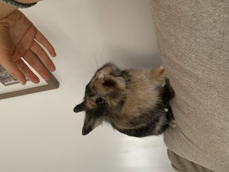 Donne Lapine Toy 2 ans cause déménagement – Lapin à donner à Eysines (33) (photo 3)