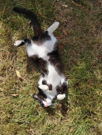 Donne petite femelle chaton – Chat / Chaton à donner à Angers (49) (photo 2)