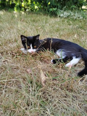 Donne petite femelle chaton – Chat / Chaton à donner à Angers (49) (photo 3)