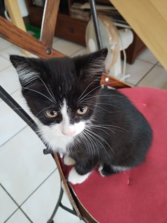 Donne petite femelle chaton – Chat / Chaton à donner à Angers (49)