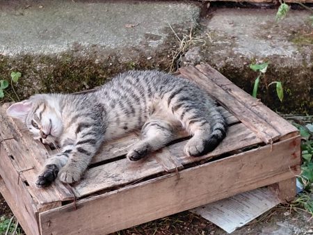 Donnes chatons – Chat / Chaton à donner à Aubusson (23) (photo 2)