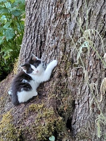 Donnes chatons – Chat / Chaton à donner à Aubusson (23)