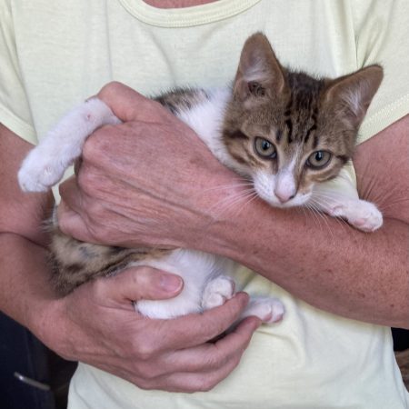 Et si vous adoptiez un petit lynx ? – Chat / Chaton à adopter à Mirmande (26) (photo 2)