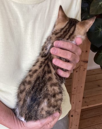 Et si vous adoptiez un petit lynx ? – Chat / Chaton à adopter à Mirmande (26) (photo 3)