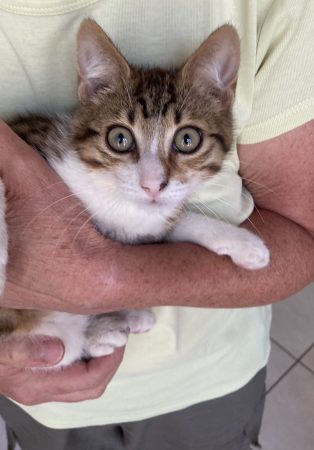 Et si vous adoptiez un petit lynx ? – Chat / Chaton à adopter à Mirmande (26)