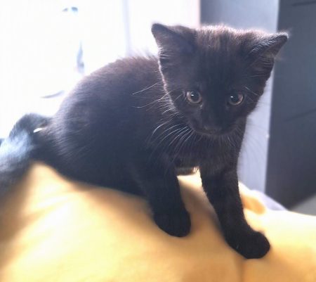 đ± Ă donner : 3 adorables chatons en quĂȘte d'une famille đ± đ± Ă donner : 3 adorables chatons en quĂȘte d'une famille đ± â Chien / Chiot Ă donner Ă Saint-Hilaire-De-Riez (85) (photo 2)