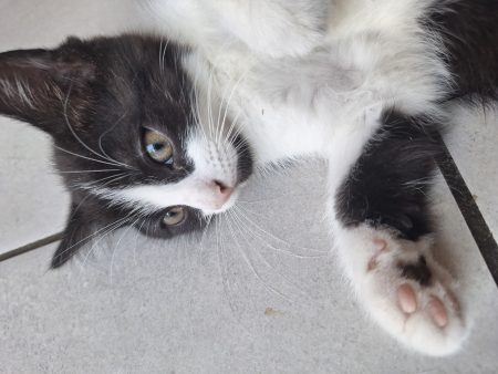 đ± Ă donner : 3 adorables chatons en quĂȘte d'une famille đ± đ± Ă donner : 3 adorables chatons en quĂȘte d'une famille đ± â Chien / Chiot Ă donner Ă Saint-Hilaire-De-Riez (85) (photo 3)