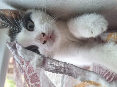 🐱 À donner : 3 adorables chatons en quête d'une famille 🐱 – Chien / Chiot à donner à Saint-Hilaire-De-Riez (85)