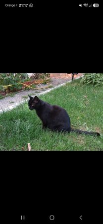 🐾 Donne adorable chatte noire de 6 ans 🖤 – Chat / Chaton à donner à Bons En Chablais (74)