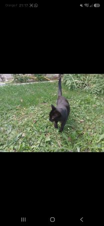 🐾 Donne adorable chatte noire de 6 ans 🖤 – Chat / Chaton à donner à Bons En Chablais (74) (photo 2)