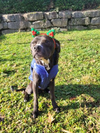 🐾 Oni cherche sa famille pour la vie ❤️ 🐾 Oni cherche sa famille pour la vie ❤️ – Chien / Chiot à donner à Grasse (06) (photo 2)