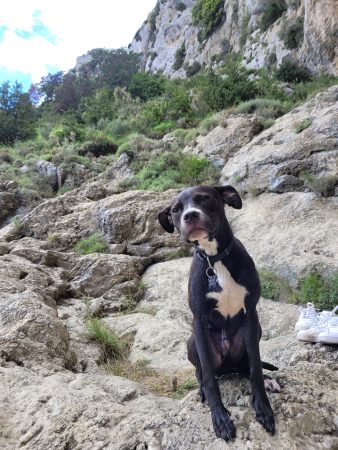 🐾 Oni cherche sa famille pour la vie ❤️ 🐾 Oni cherche sa famille pour la vie ❤️ – Chien / Chiot à donner à Grasse (06) (photo 3)