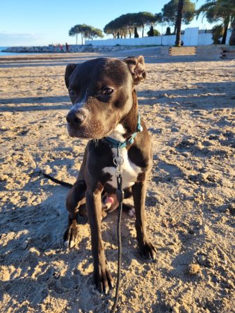🐾 Oni cherche sa famille pour la vie ❤️ – Chien / Chiot à donner à Grasse (06)