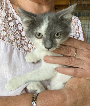 😻 Jokari, adorable chatonne de 2 mois et demi 😻 - partira sous contrat associatif + certificat d'engagement – Chat / Chaton à adopter à Mirmande (26)