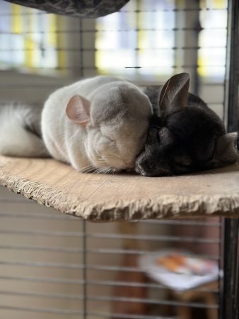 Je cherche une famille aimante pour mes petites boules de poils 🐾(Chinchillas) – Rongeur à donner à Versailles (78) (photo 2)
