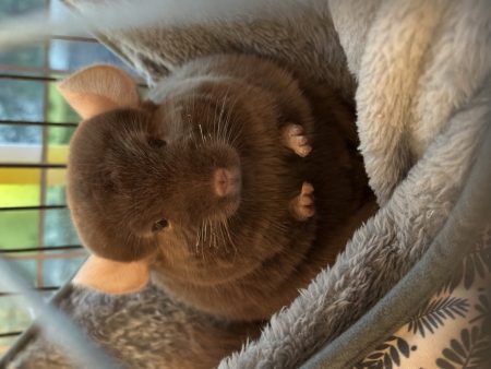 Je cherche une famille aimante pour mes petites boules de poils 🐾(Chinchillas) – Rongeur à donner à Versailles (78) (photo 3)