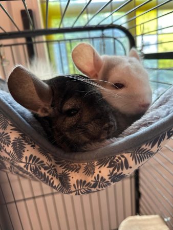 Je cherche une famille aimante pour mes petites boules de poils 🐾(Chinchillas) – Rongeur à donner à Versailles (78)