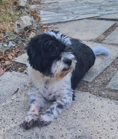Shih tzu/papillon 5 ans cherche nouvelle famille Shih tzu/papillon 5 ans cherche nouvelle famille – Chien / Chiot à donner à Antibes (06) (photo 2)