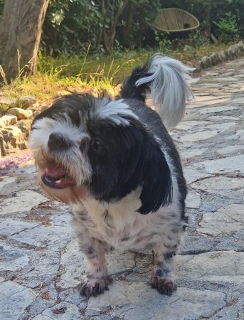 Shih tzu/papillon 5 ans cherche nouvelle famille Shih tzu/papillon 5 ans cherche nouvelle famille – Chien / Chiot à donner à Antibes (06) (photo 3)