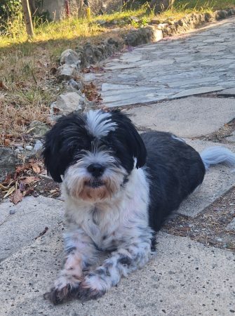 Shih tzu/papillon 5 ans cherche nouvelle famille – Chien / Chiot à donner à Antibes (06)