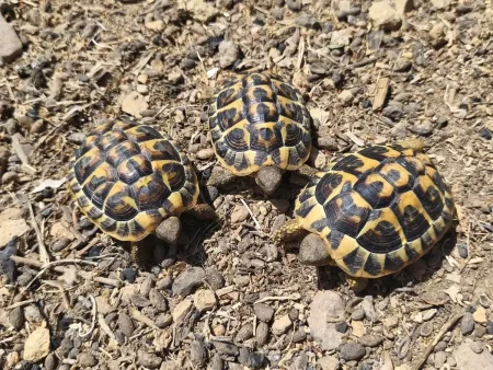 Superbe tortues terrestres Herman – Reptile à vendre à Lyon (69)