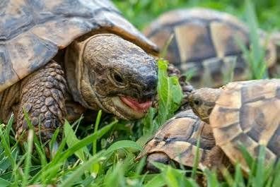 Tortues de terre à ceder – Reptile à vendre à Toulouse (31)