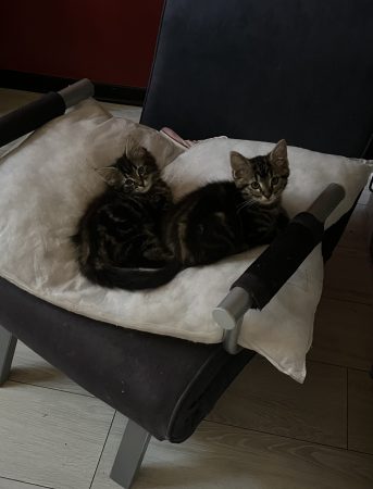 URGENT 2 chatons à sauver (gratuit) – Chat / Chaton à donner à Clermont-Ferrand (63)