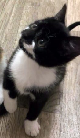 Vends mignonne chaton 9 mois – Chat / Chaton à vendre à Sucy-En-Brie (94)