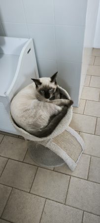 À l’adoption : frimousse, adorable chaton aux yeux bleus – Chat / Chaton à adopter à Mérignac (33)