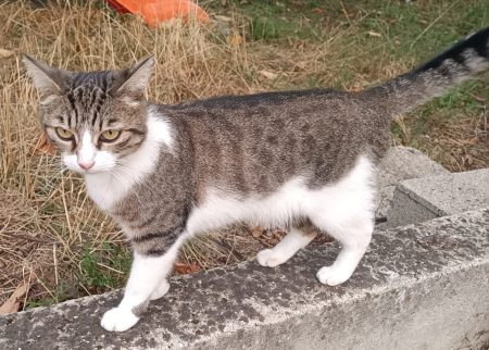 Calinette 7 ans stérilisée vacciné et pucé Calinette 7 ans stérilisée vacciné et pucé – Chat / Chaton à donner à L'isle D'abeau (38) (photo 2)