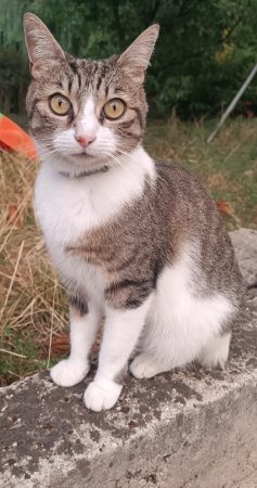 Calinette 7 ans stérilisée vacciné et pucé Calinette 7 ans stérilisée vacciné et pucé – Chat / Chaton à donner à L'isle D'abeau (38)