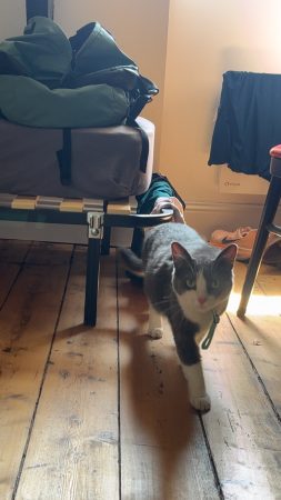 Chat 5ans mâle castrer – Chat / Chaton à donner à Brive (19)