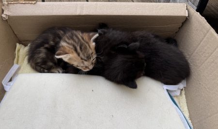 Chaton à donner – Chat / Chaton à donner à Castera-Verduzan (32)