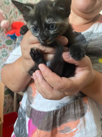 Chaton – Chat / Chaton à donner à Saint-Doulchard (18) (photo 3)