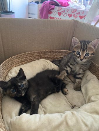 Chaton – Chat / Chaton à donner à Saint-Doulchard (18)