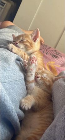 Chaton femelle 2 mois – Chat / Chaton à donner à Gaillon (27)