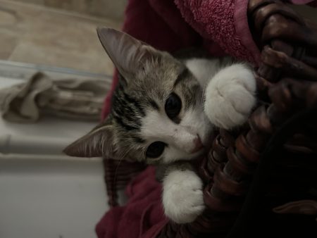 Chaton sauvé de la rue cherche une famille – Chat / Chaton à donner à Mâcon (71)