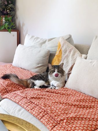 Chatte 6 ans blanc tabby brown Chatte 6 ans blanc tabby brown – Chat / Chaton à donner à 84310 - Morieres Les Avignon (84) (photo 2)