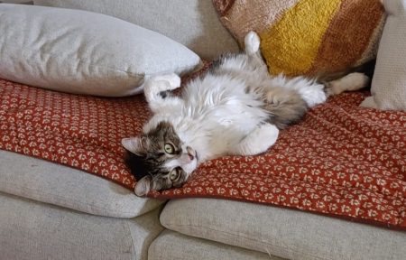 Chatte 6 ans blanc tabby brown Chatte 6 ans blanc tabby brown – Chat / Chaton à donner à 84310 - Morieres Les Avignon (84) (photo 3)