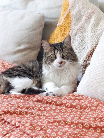 Chatte 6 ans blanc tabby brown – Chat / Chaton à donner à 84310 - Morieres Les Avignon (84)