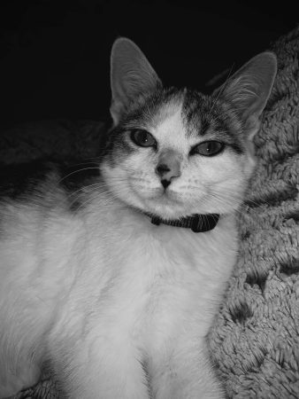 Cherche personne pour une adoption – Chat / Chaton à donner à Elbeuf Sur Seine (76)