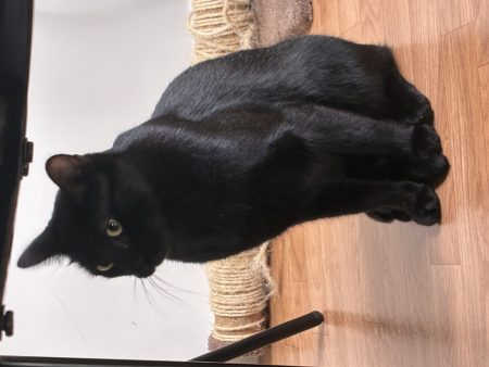 Deux chats noirs Deux chats noirs – Chat / Chaton à donner à Villeneuve La Garenne (92) (photo 2)