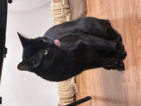 Deux chats noirs – Chat / Chaton à donner à Villeneuve La Garenne (92)