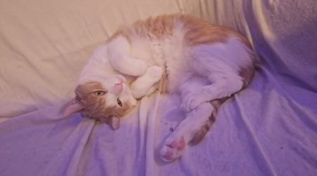 Don / Adoption jeun Chat Mâle - Luffy – Chat / Chaton à donner à Béthune (62)