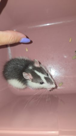 Don rat mâle – Rongeur à donner à Montreuil (93) (photo 3)